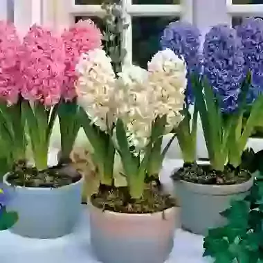 Collection 2